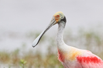 Roseate Spoonbill portfolio