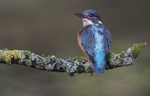 Female Kingfisher
