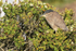 Juvenile Black-crowned Night-Heron, Carcass Island, Falklands