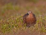 Red Grouse - Lagopus lagopus