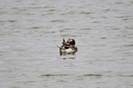 Long-tailed Duck