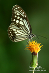 Nature-2