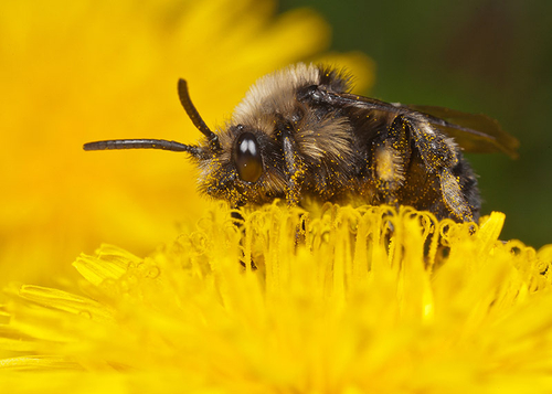 Feeding on a dandelion flower. Warwickshire, April 2012.
