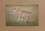027 Cheetah