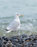 Caspian Gull portfolio