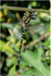 Golden Ringed Dragonfly