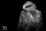 aviary birds-22