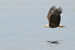 Bald Eagle low over water, Minnesota, USA