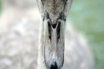 Mute Swan Portriat _AGT077