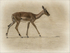 Impala