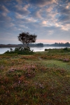 Pink Morning at Hatchett Pond