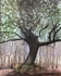 Wild Wood Drawing 10 56cm x 76cm Mixed Media on Paper