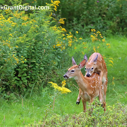 White-tailed fawns playing leap frog