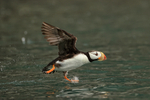 Horned Puffin running take-off from sea, Duck Island, Alaska