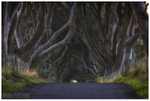 The Dark Hedges (IMG0278)