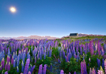 Wild lupins