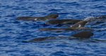 Short finned pilot whale, Madeira, Portugal ref  M18)