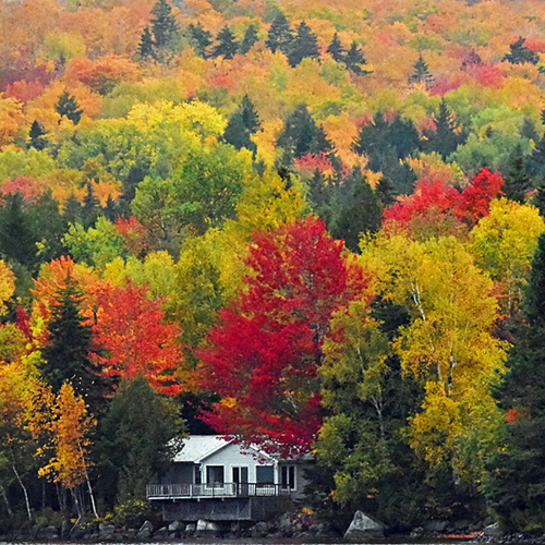 A cottage engulfed in autumn colors on Skiff Lake in Canterbury Parish, York County, NB, Canada.