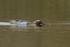 Garganey (male) feeding on insects, Stratfield Brake