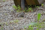Mealy Redpoll