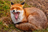 fox vulpes vulpes-4010