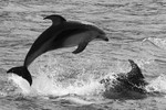IMG_8754 Vancouver Island