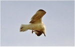 Mid-air Scratch