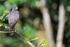 Roadside Hawk watches from perch, Costa Rica