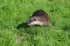 Otter