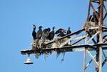 Cormorants