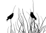 Crows roosting