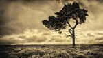 Peace in Solitude