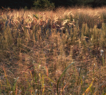 Backlit Webs and Grasses
