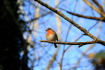 Friendly Robin