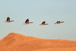 Canada Geese flying early morning, Bosque del Apache, New Mexico
