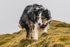 Coledale-1281