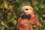 Portrait of Black-collared Hawk, Corixo Negro, Mato Grosso, Brazil