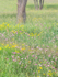 CAPE CHIN MEADOW - BRUCE PENINSULA