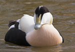 Male Eider