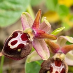Ophrys x corturii  `hybrid Ophrys between O. holoserica subsp apulica x O. passionis subsp. garganica.