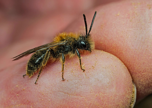 [i]Andrena clarkella[/i] male at a nesting site. Warwickshire 2013.