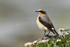 Wheatear (male) perched on a rock near New Grimsby, Tresco