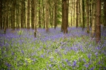 Bluebell Woods
