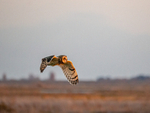 Short-eared Owl