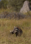 Warthog