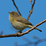 Chiffchaff perched on a branch on the Oddington track, Otmoor