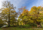 Trees of Moreland's Meadow