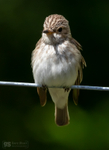 Spotted Flycatcher