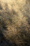 Grass 3