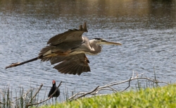 Great Blue Heron _0104